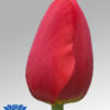 tulip rescue