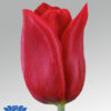 tulip strong love