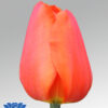 tulip sunbelt