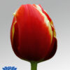 tulip talent