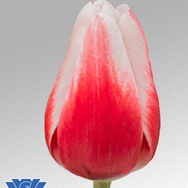 tulip timeless