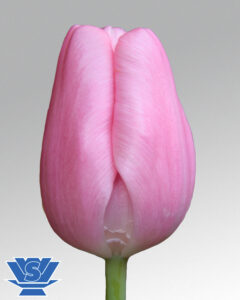 tulip tresor