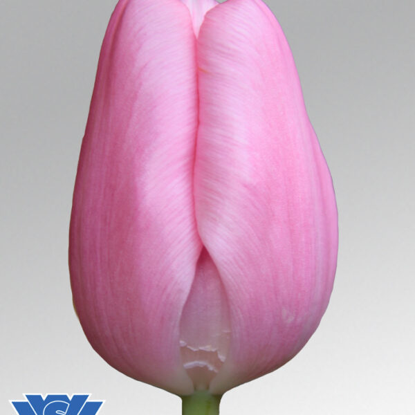tulip tresor