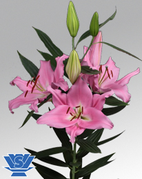 oriental lililum euskadi