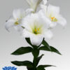 Lilium carpino
