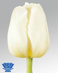 tulip antarctica