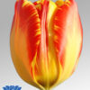 tulip banja luka