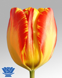 tulip banja luka