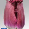 tulip purple crystal