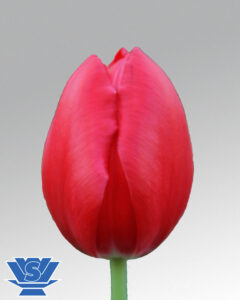 tulip red mark