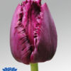 tulip san clemente