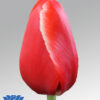tulip tirana