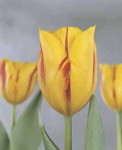 tulip washington