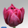 tulip alison bradley