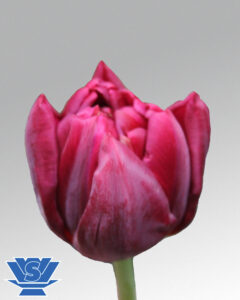 tulip alison bradley