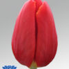tulip cartago