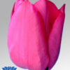 tulip-roussilion