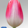 tulip donatello