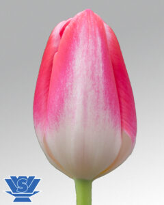 tulip donatello
