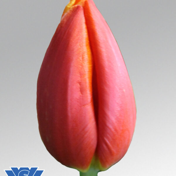 tulip esta bonita