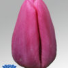 tulip expression
