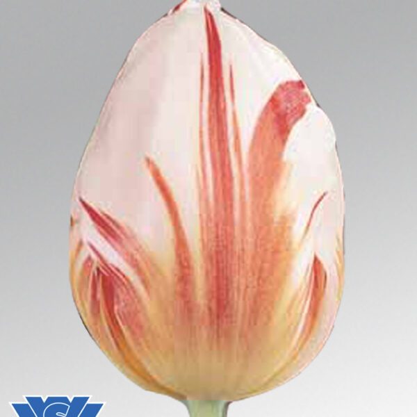 tulip happy generation