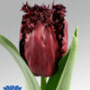 tulip labrador