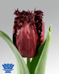 tulip labrador