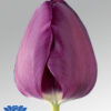 tulip negrita