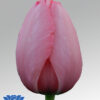 tulip pink impression