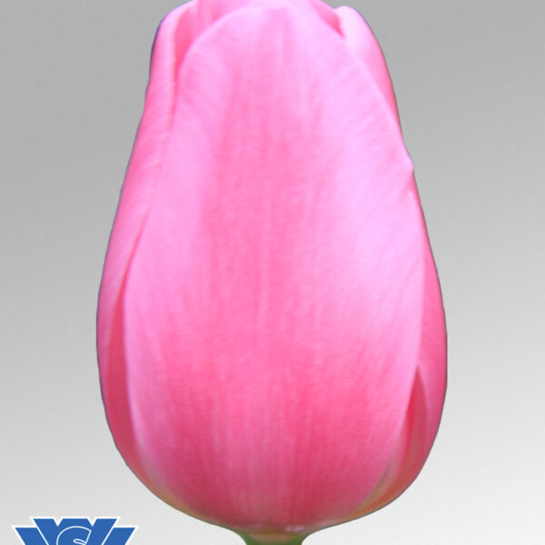 tulip pink twist