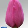 tulip purple raven