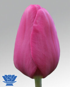 tulip purple raven