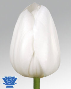 tulip royal virgin