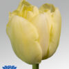 tulip verona