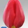 tulip-red-stone