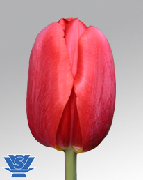 tulip-surrender