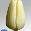 tulip creme fraiche