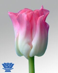 tulip crown of dynasty