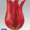 tulip-pretty-woman