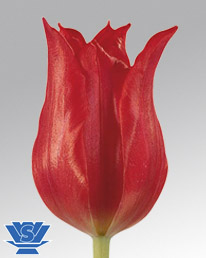 tulip-pretty-woman