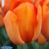 tulip-orange-balloon-t
