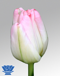 tulip supermodel
