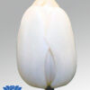tulip-white-flag