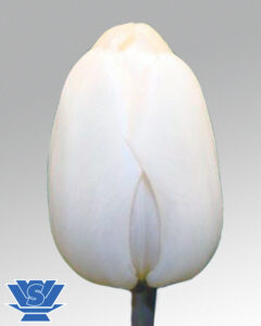 tulip-white-flag