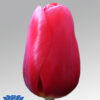 tulip-red-label