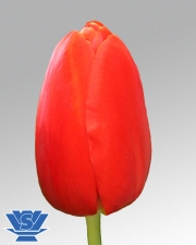 tulip-red-light
