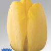 tulip-golden-parade