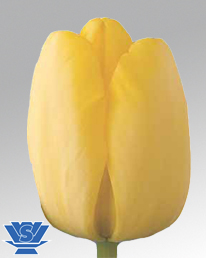 tulip-golden-parade