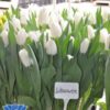 tulip-litouwen